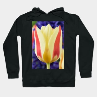 Tulipa 'Gluck' Kaufmanniana Tulip Hoodie